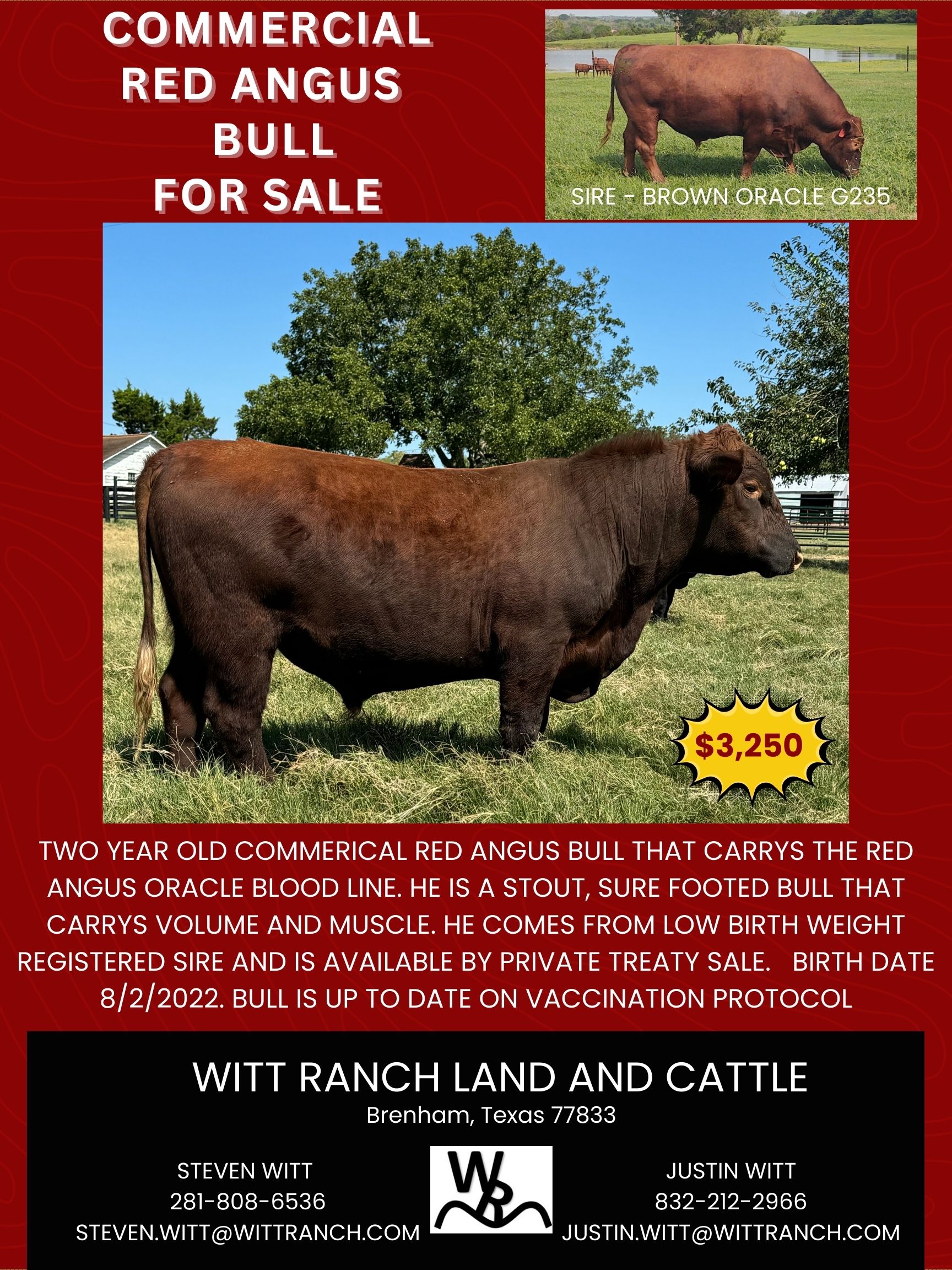 Commercial Red Angus Bull